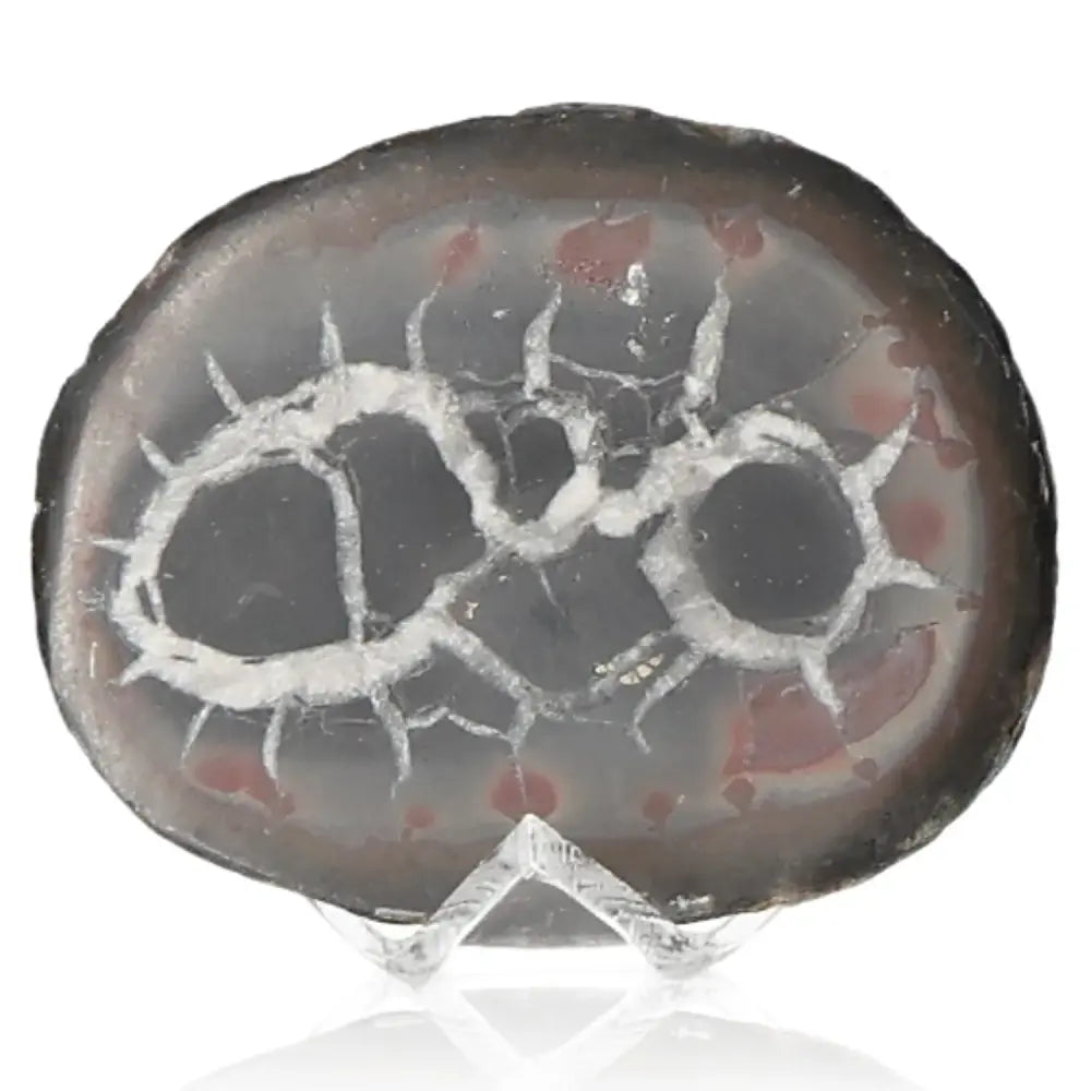 Septarian "Dragon Stone" mineral showcasing its unique multicolored patterns symbolizing power and endurance.