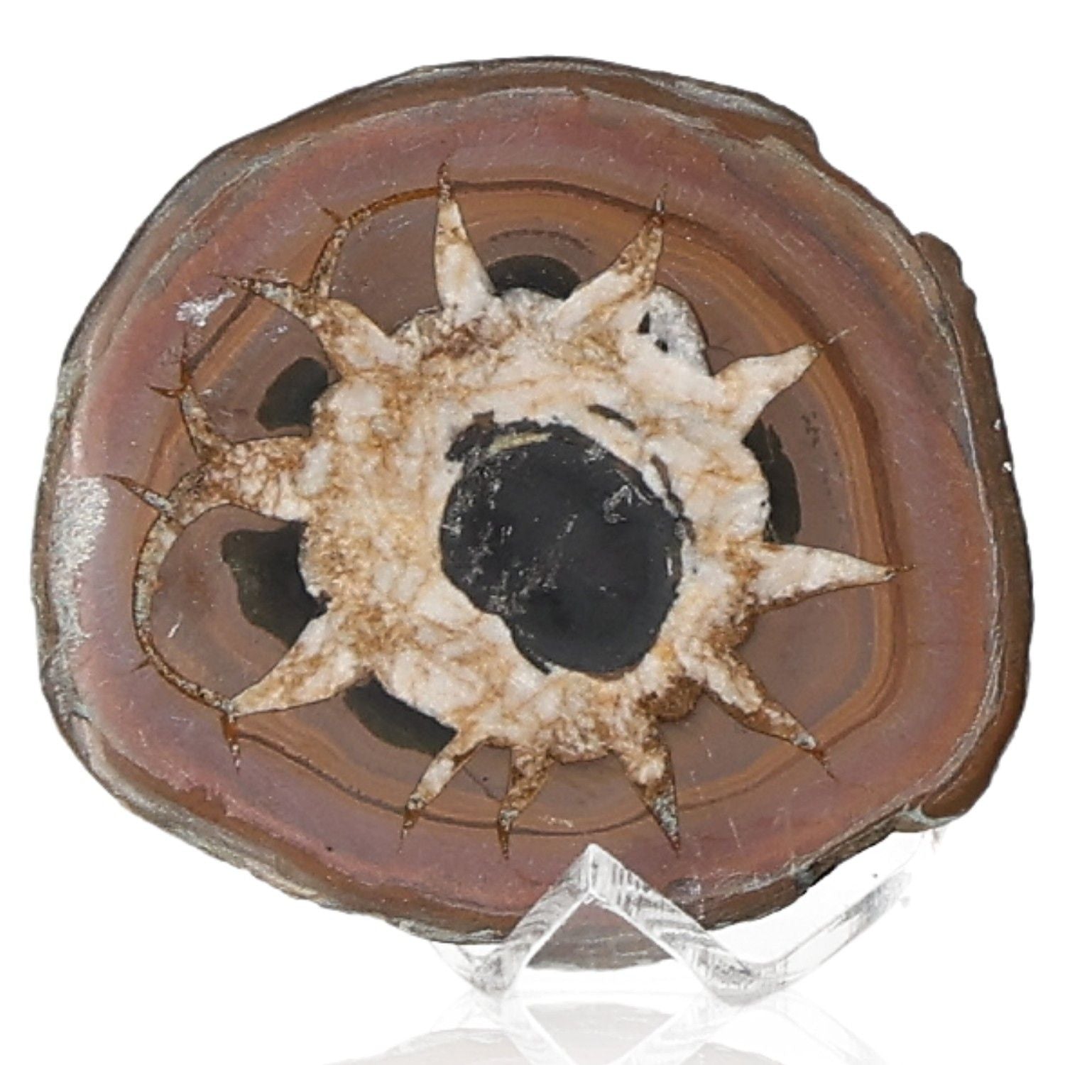 Septarian