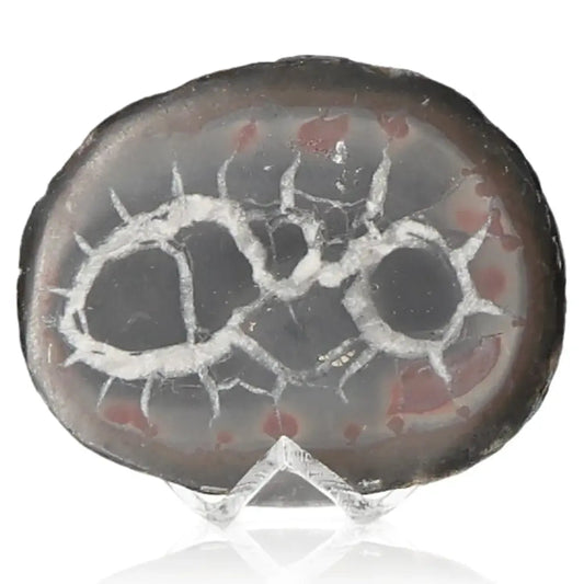Septarian "Dragon Stone" mineral showcasing its unique multicolored patterns symbolizing power and endurance.