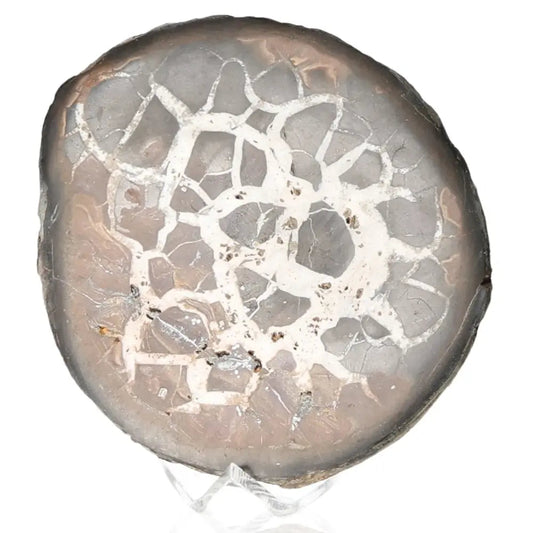 Septarian Dragon Stone showcasing unique cracked patterns, symbolizing power and endurance in natural mineral form.