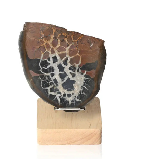 Septarian Dragon Stone with unique patterns on a wooden display stand, symbolizing power and resilience.