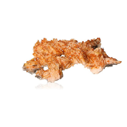 Vanadinite Baryte druze with reddish-orange crystals and creamy hues, promoting focus, grounding, and balanced growth.