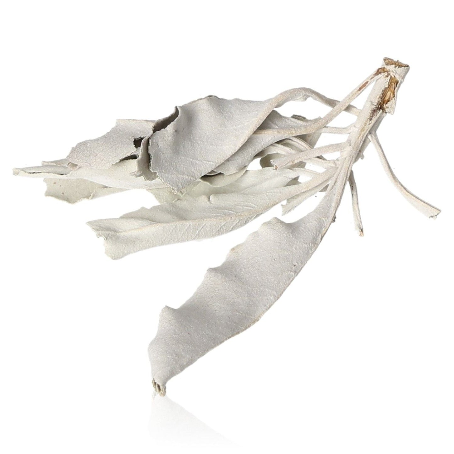 White sage leaves for cleansing and purification rituals